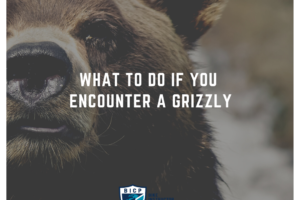 Grizzly -Tips